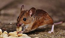 24 Hour & Emergency Exterminators in Cocoa, FL